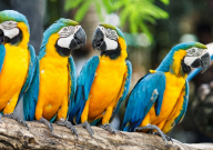 黃藍金剛鸚鵡多少錢（一只）